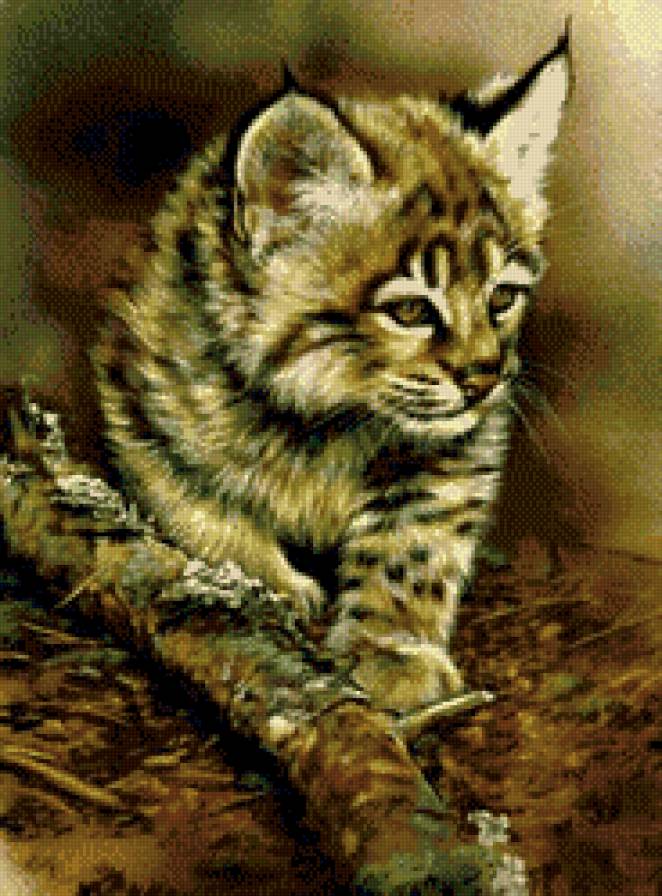 камышовый кот - звери, природа, кот, животные, дикие кошки - предпросмотр