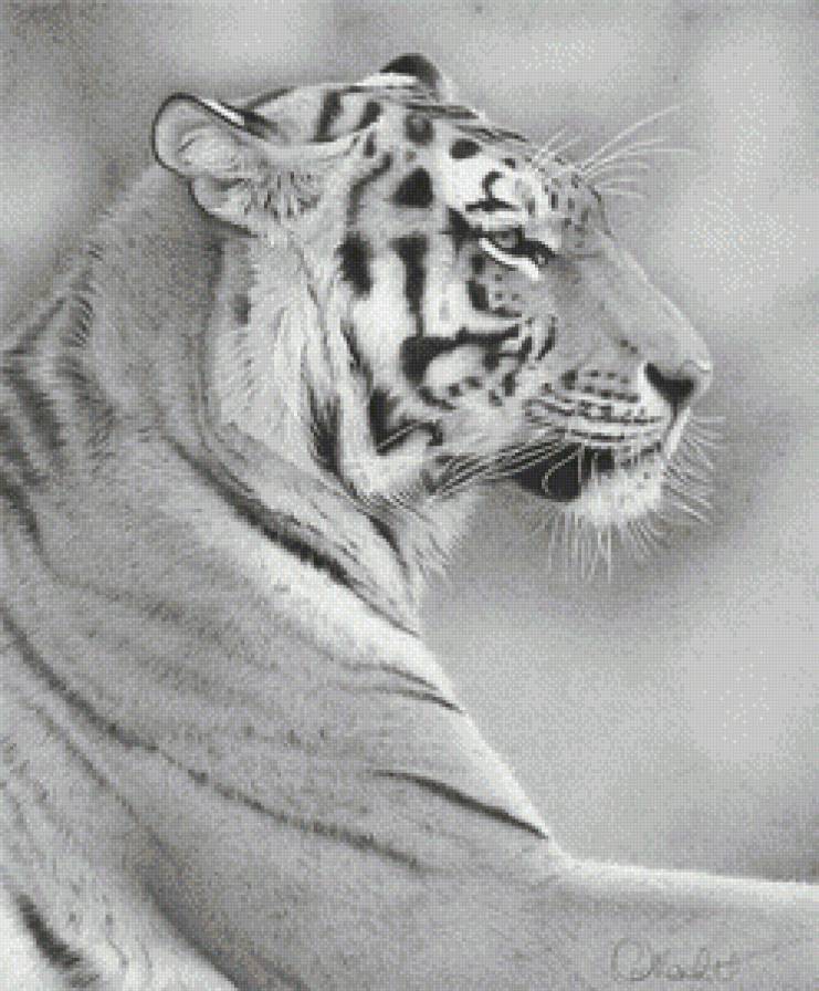 Тигр - тигры, животные, дикие кошки - предпросмотр