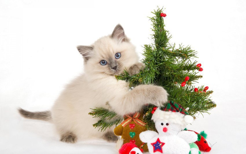 Новый год - котенок, елка, праздник, подарки, новый год - оригинал