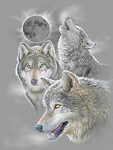 Трио хищников - животные, волки, трио - оригинал