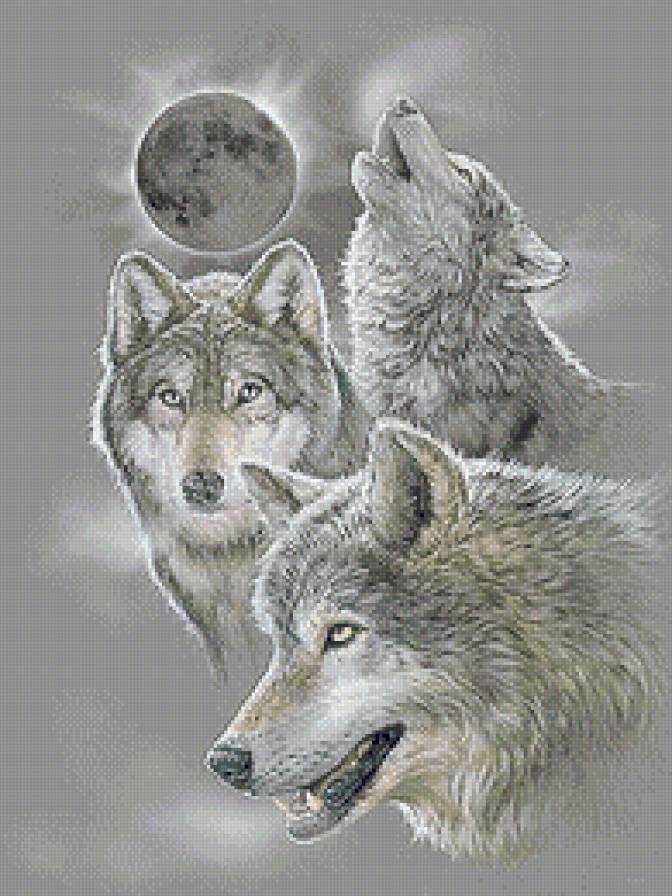 Трио хищников - животные, трио, волки - предпросмотр
