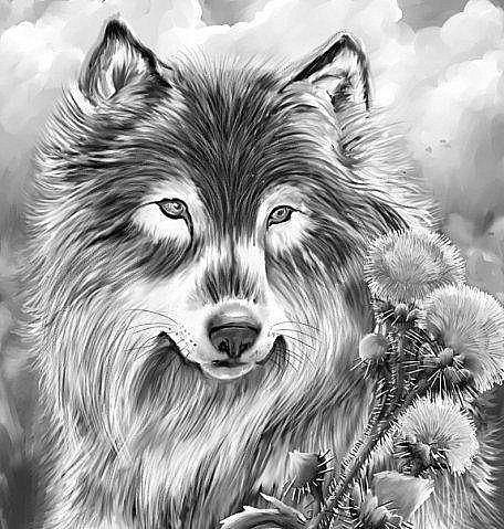 Волк - волки, животные, монохром, хищники - оригинал