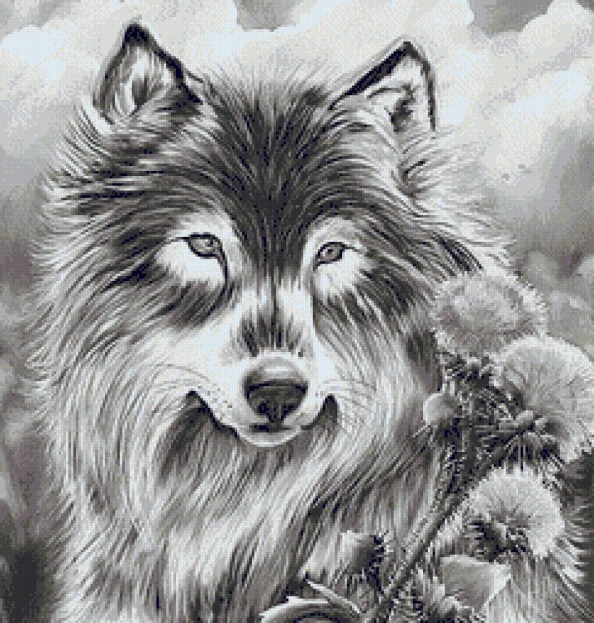 Волк - животные, волки, монохром, хищники - предпросмотр