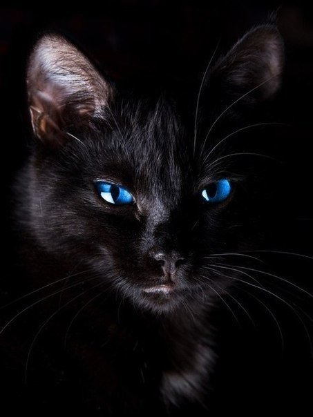 синие глазки - котик, глаза, кот - оригинал