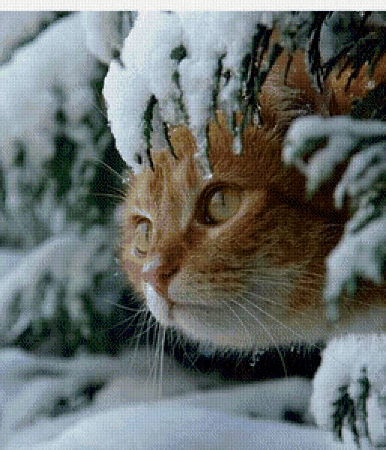 котик - зима, кот, котик, снег - предпросмотр