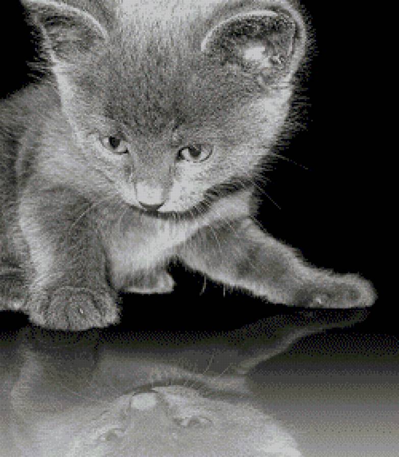 Отражение - котенок, монохром, кошки, отражение, животные - предпросмотр