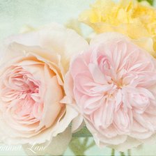 Оригинал схемы вышивки «Нежность роз» (№513623)