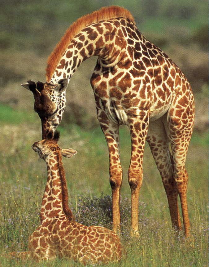 Нежность мамы-жирафа - животные, природа - оригинал