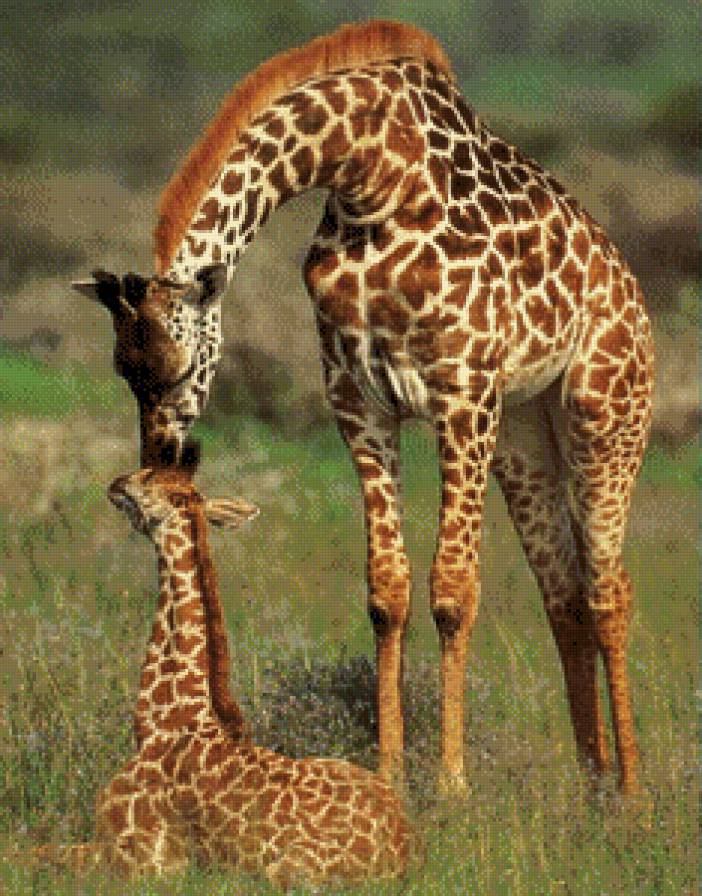 Нежность мамы-жирафа - природа, животные - предпросмотр