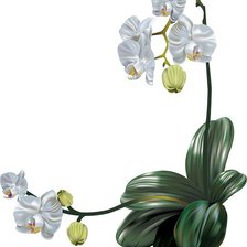Оригинал схемы вышивки «Орхидеи» (№514628)