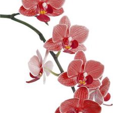 Оригинал схемы вышивки «Орхидея» (№514634)