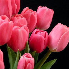 Оригинал схемы вышивки «тюльпаны розовые» (№514746)