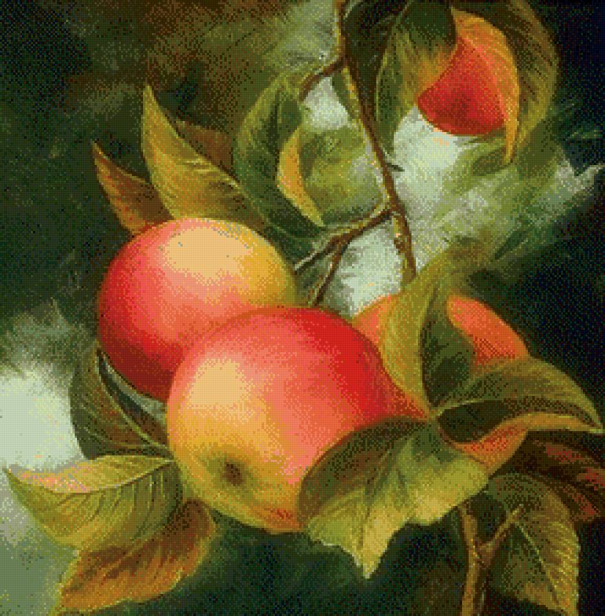 Яблоки на ветке (живопись Варвара Хармон) - яблоки, фрукты, осень, живопись - предпросмотр