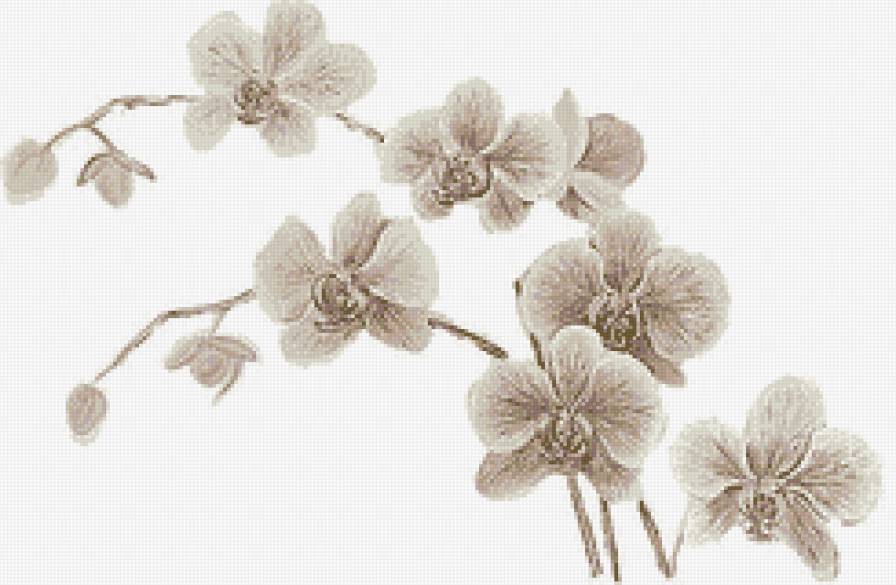 Орхидеи - сепия, орхидеи, цветы, монохром - предпросмотр