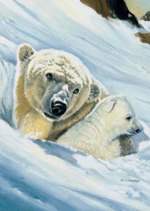 Белые медведи - медведи, животные, зима - предпросмотр