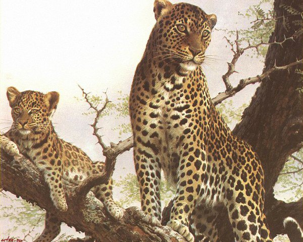 Любимая мама - дикие кошки, звери, природа, кот, животные, леопард - оригинал