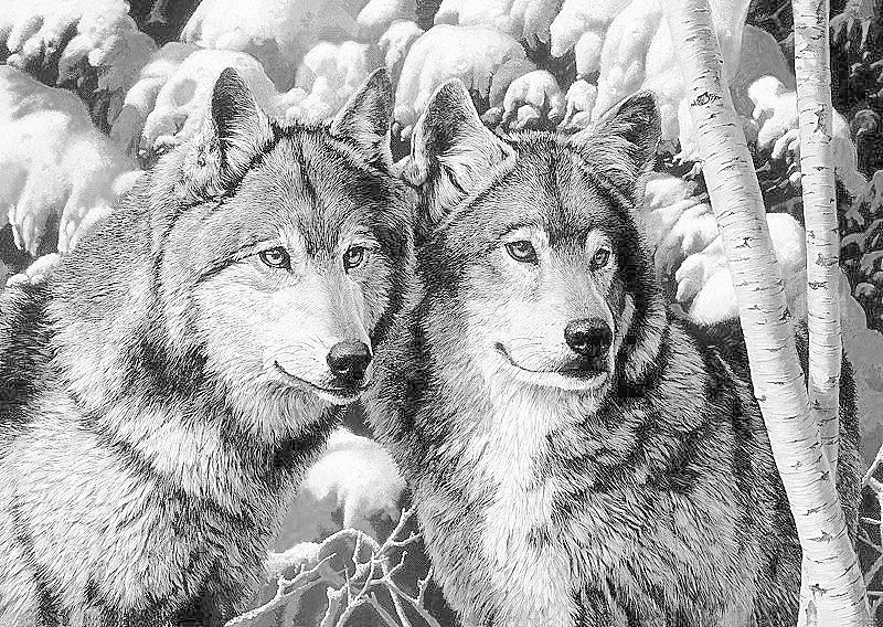 Пара хищников - волки, монохром, пара, животные - оригинал