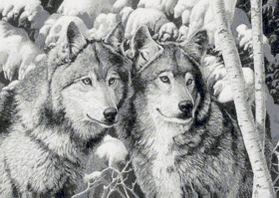 Пара хищников - пара, животные, волки, монохром - предпросмотр