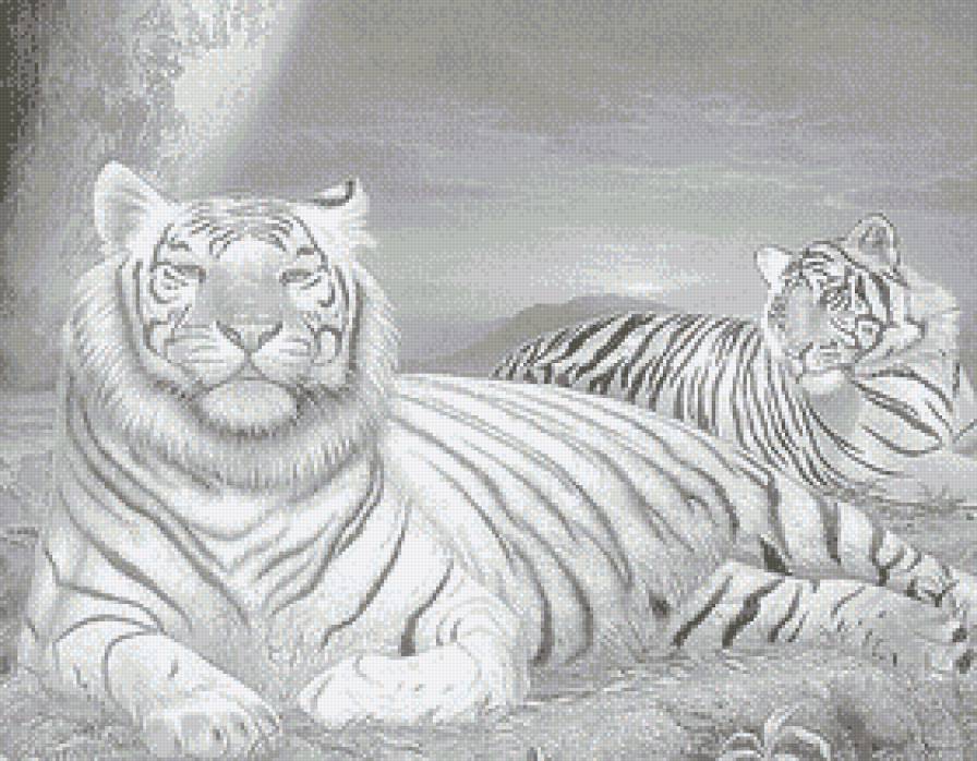 Величие и сила - животные, тигры, большие кошки, монохром, ночь, пара - предпросмотр