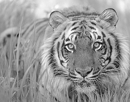 Тигр - тигр, монохром, большие кошки, животные - оригинал