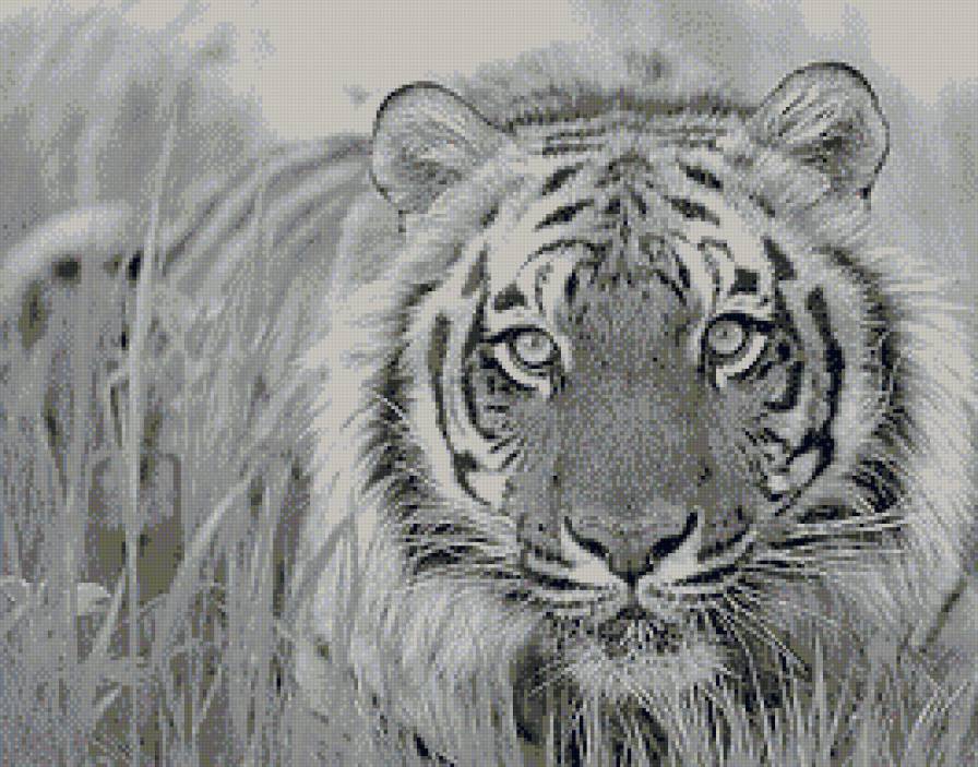 Тигр - большие кошки, монохром, животные, тигр - предпросмотр