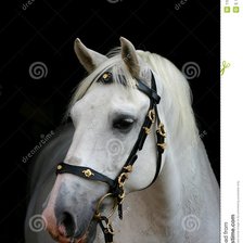 Оригинал схемы вышивки «белая лошадь» (№515724)