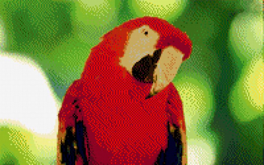 в тропиках - попугай - предпросмотр