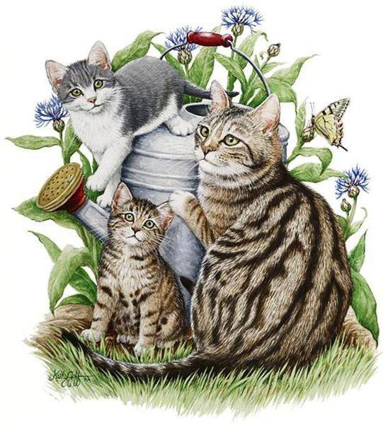 Мама-кошка - кот, дом, котенок, природа, кошки, животные, звери - оригинал