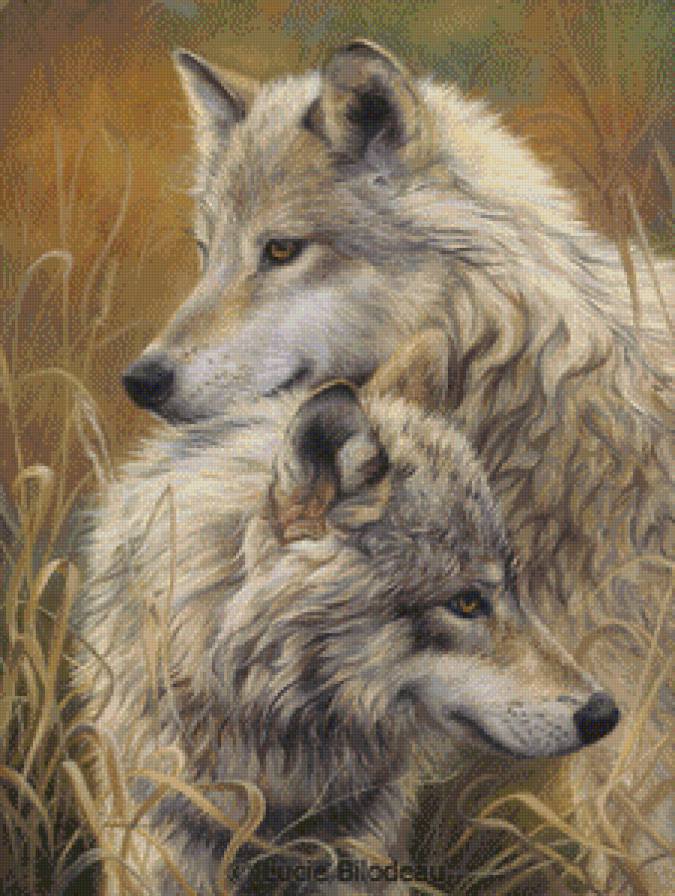 Волчья верность - волки, любовь, волк, пара, волчья верность, звери - предпросмотр