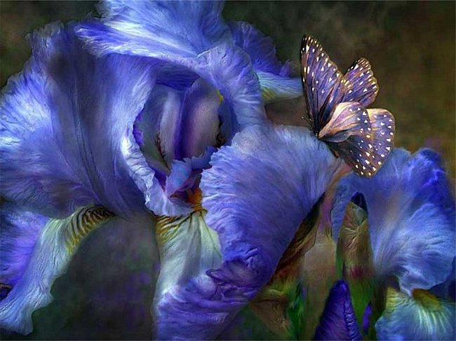 голубой ирис и бабочка - цветок, букет, природа, бабочка, ирис, стрекоза, мотылек, веточка - оригинал