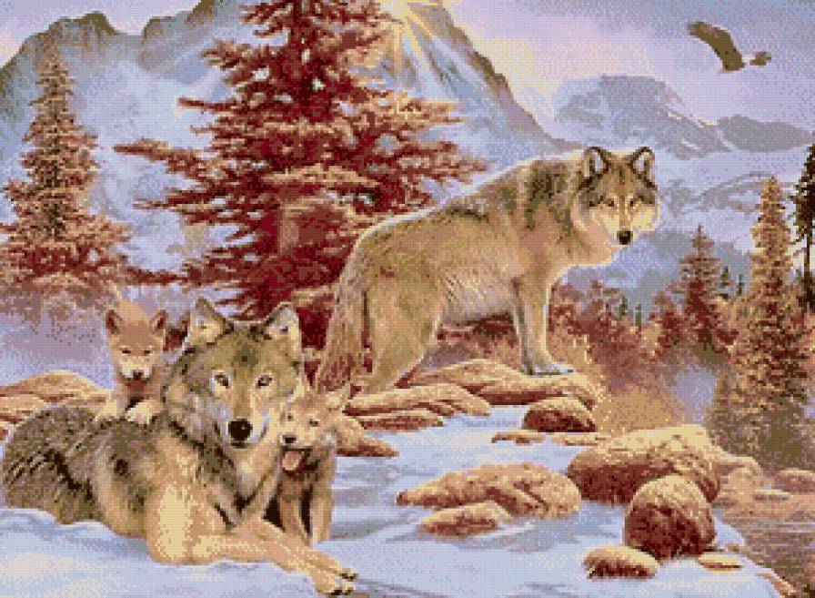 Волчье семейство - волки, хищники, семья, зима, животные - предпросмотр
