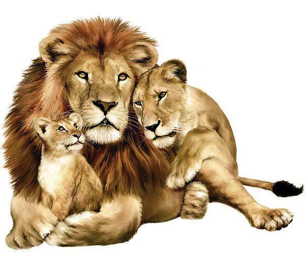 Львиное семейство - семья, любовь, верность, львы, животные - оригинал