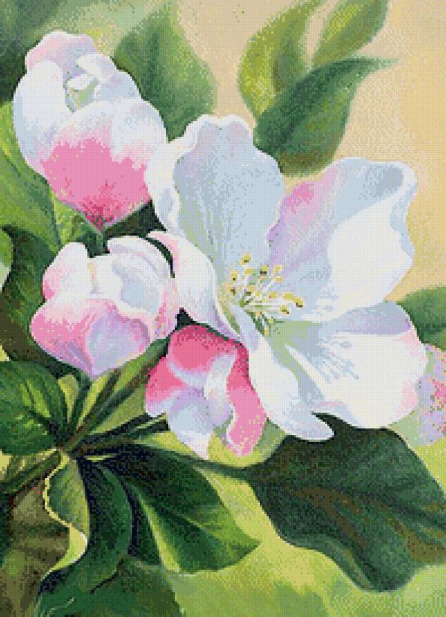 Яблоневый цвет (живопись) - акварель, яблоня, живопись, цветы - предпросмотр