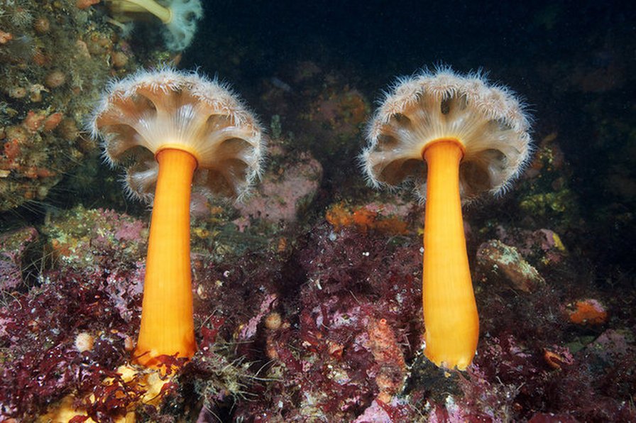 морские грибы - под.мир - оригинал