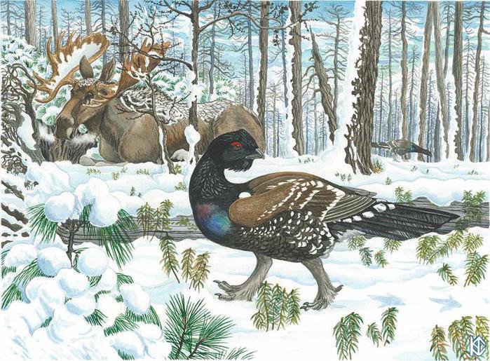 Каменный глухарь по картине Николая Фомина - птички, зима - оригинал