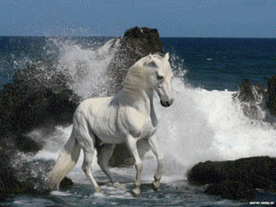 Белый конь на берегу - море, пейзаж, кони, пена - предпросмотр