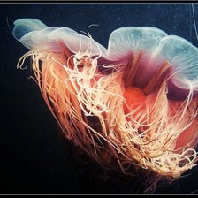 Оригинал схемы вышивки «медуза» (№517308)