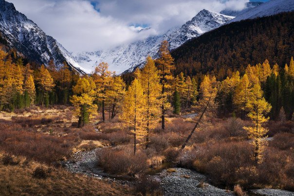 Осень в горах - горы, речка, лес, осень, сосны - оригинал