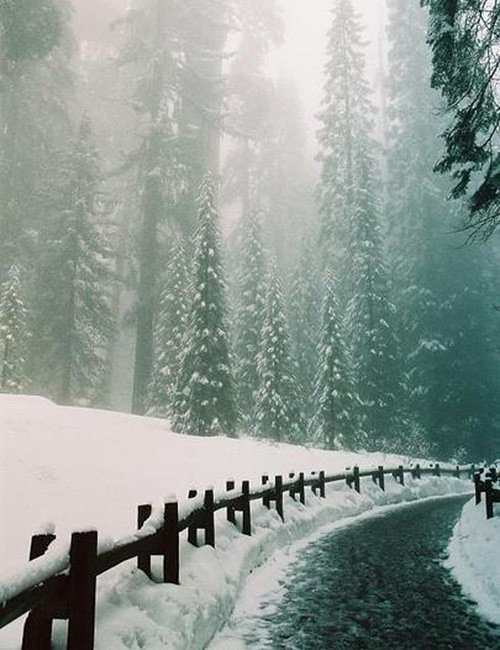 Волшебный зимний лес. - ели, снег, зима, лес - оригинал