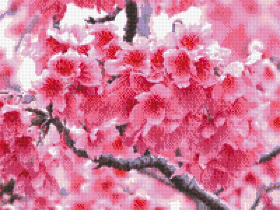 Сакура - цветы, сакура, дерево - предпросмотр