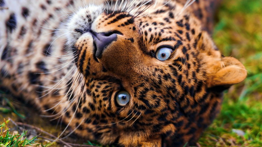 голубоглазый хищник - леопард, кошка. - оригинал