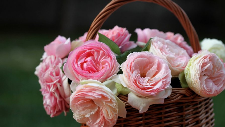 корзина с розами - корзина, цветы, розы, розовые - оригинал