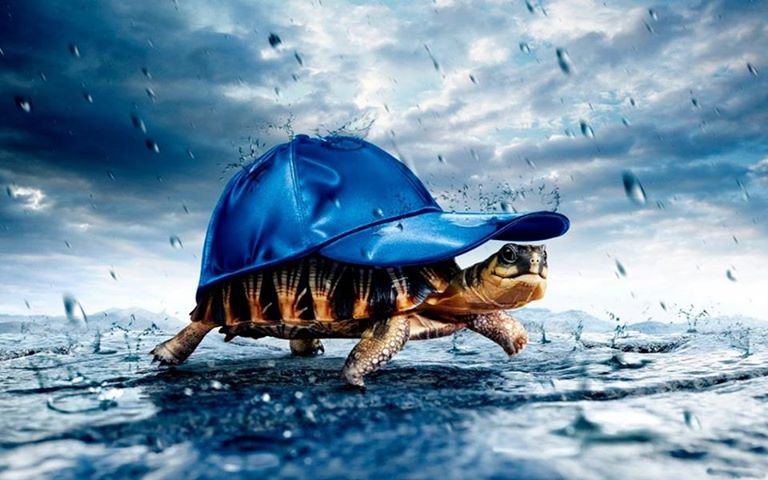 черепаха - черепаха, прикольно, дождь, смешно - оригинал
