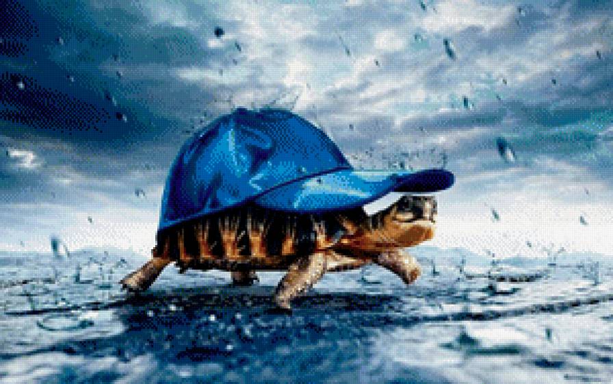 черепаха - черепаха, прикольно, смешно, дождь - предпросмотр
