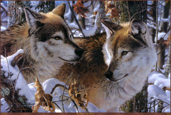 Пара - волки, пейзаж, снег, зима, животные - оригинал