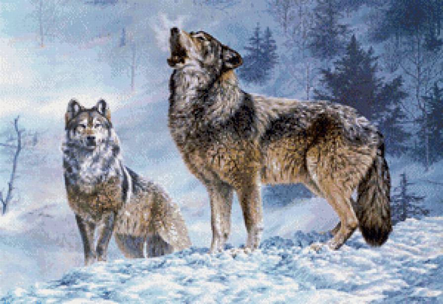 Волчья песня - волки, животные, пейзаж, зима, снег - предпросмотр