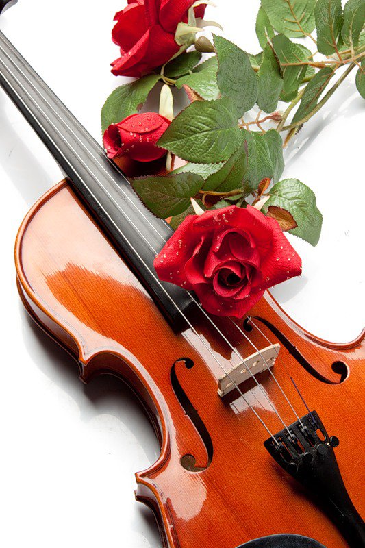 Скрипка с цветами - цветы, скрипка - оригинал
