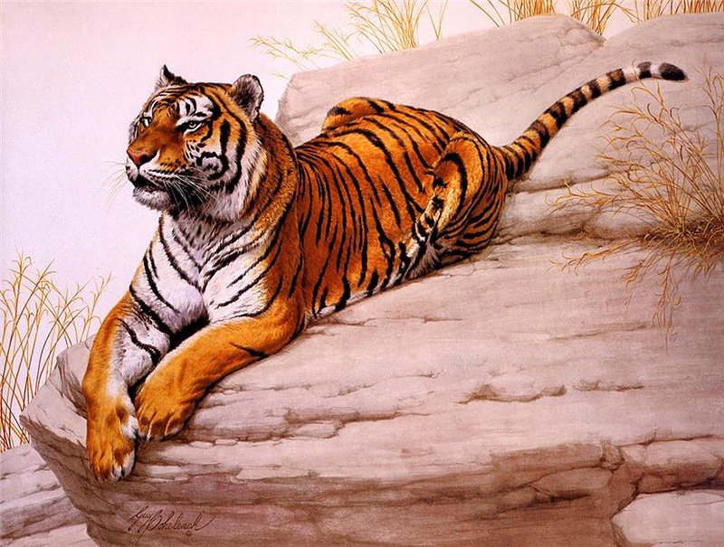 бенгальский тигр - скала, хищники, дикие кошки, тигр, природа - оригинал