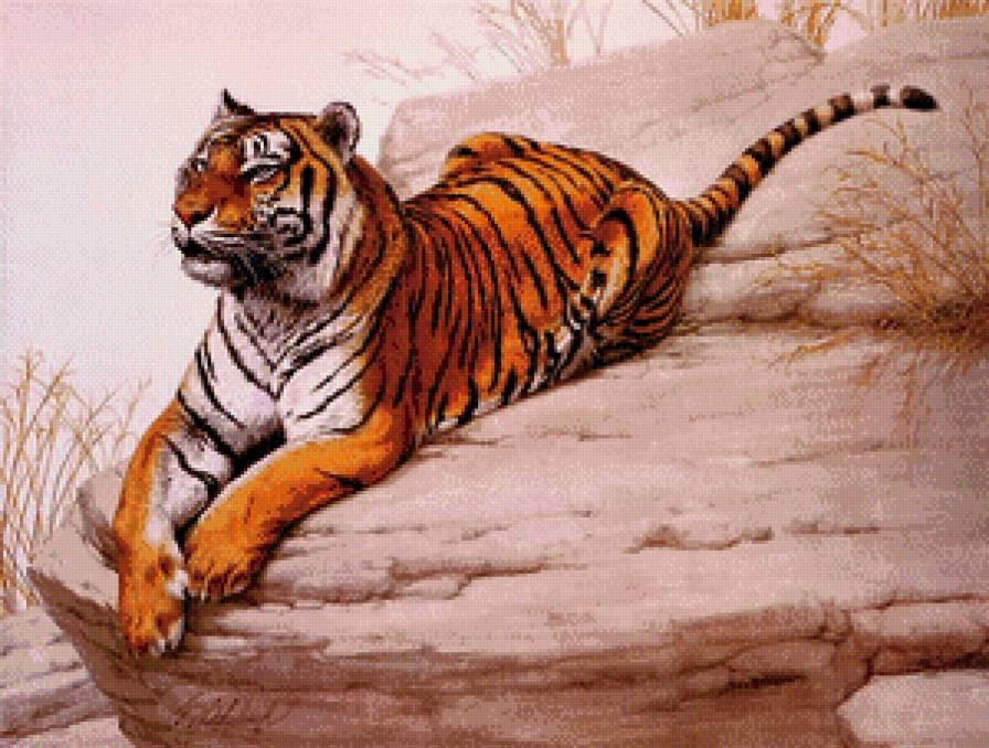 бенгальский тигр - дикие кошки, тигр, скала, хищники, природа - предпросмотр