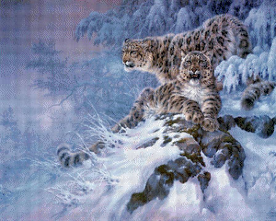 снежные барсы - природа, горы, лес, барсы, дикие кошки, хищники, зима, снег - предпросмотр